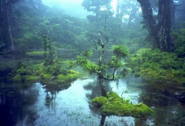 小花之江河