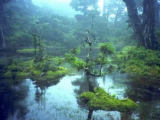 小花之江河／花之江河