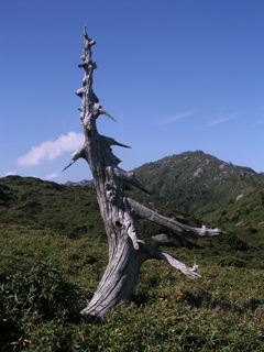 白骨樹