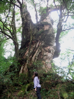 淀川大杉