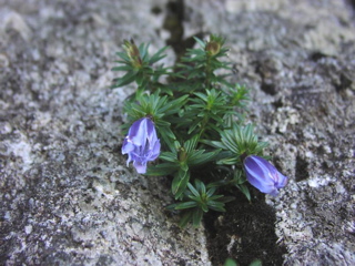 山頂付近の矮小化した植物たち