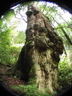 シャカ杉