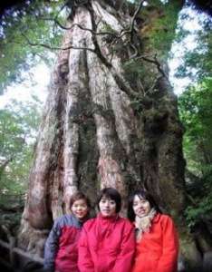 紀元杉