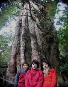 紀元杉