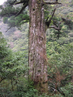 ヤクスギ