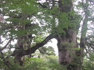 夫婦杉