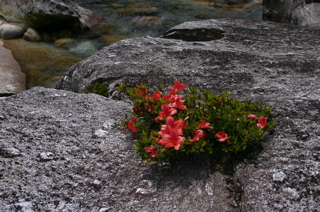 渓流沿いの植物