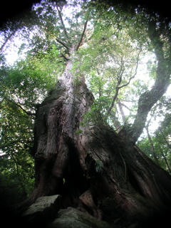 二代大杉