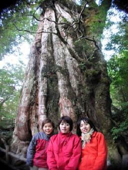 紀元杉（屋久杉）