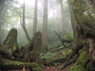 小花山