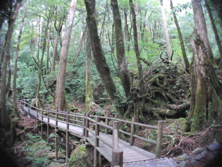 ヤクスギランド内遊歩道