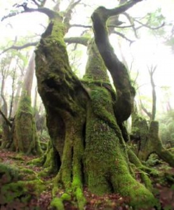 花山の森/ヤマグルマ