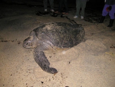 ウミガメの産卵