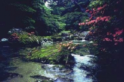 淀川/サツキ