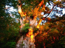 朝焼けの縄文杉