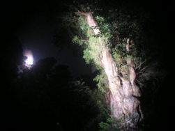 縄文杉月光浴