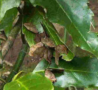 ムラサキツバメ