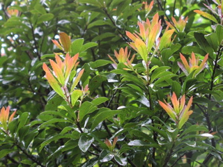 ヤマモモ