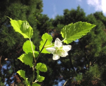 リュウキュウイチゴ