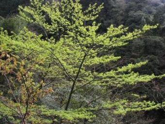 ヤクシマオナガカエデ