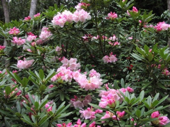 ヤクシマシャクナゲ