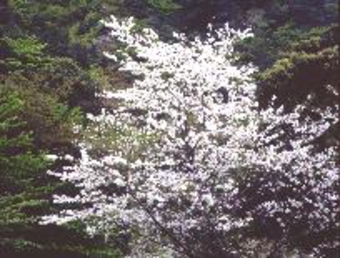 ソメイヨシノ