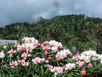 ヤクシマシャクナゲ2