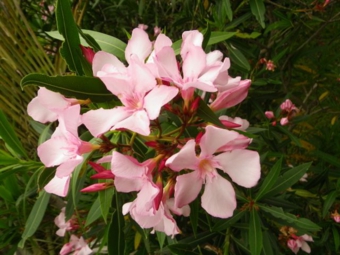 キョウチクトウ