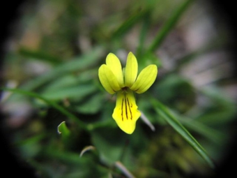 キバナコマノツメ