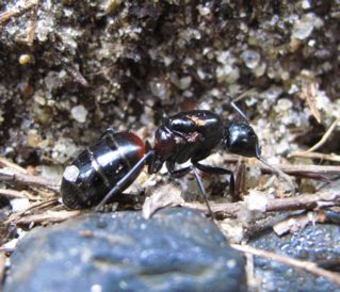 ムネアカオオアリ1