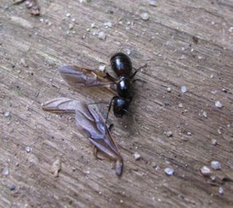 ムネアカオオアリ2