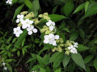 ヤクシマアジサイ