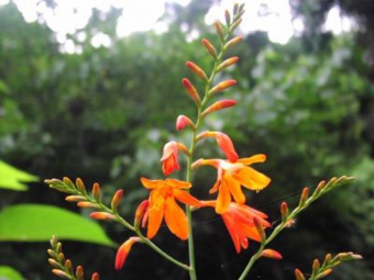 ヒメヒオウギズイセン