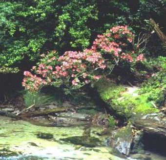 サツキの花
