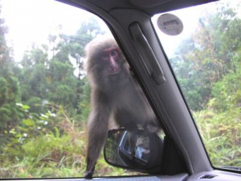 ヒッチハイクざる