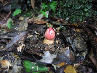 ヤクシマツチトリモチ