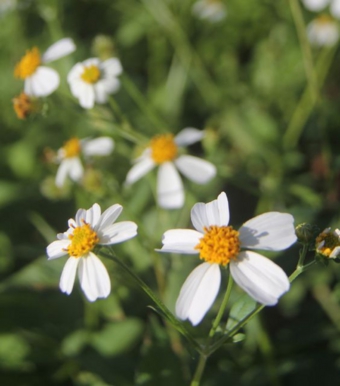 シロノセンダングサ