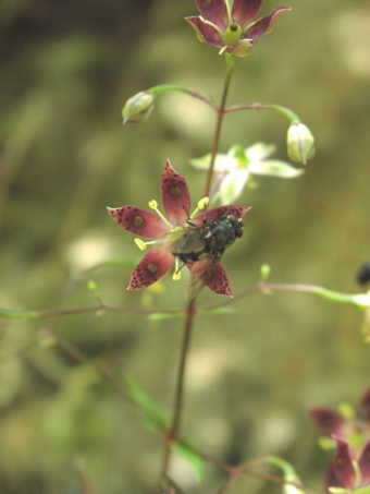 ヘツカリンドウ
