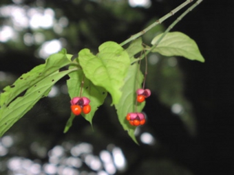 アオツリバナの実