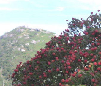 ヤマボウシの果実