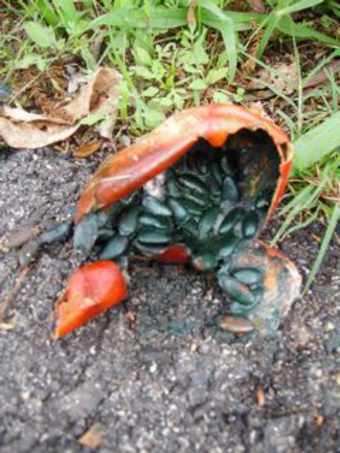 オオカラスウリ2