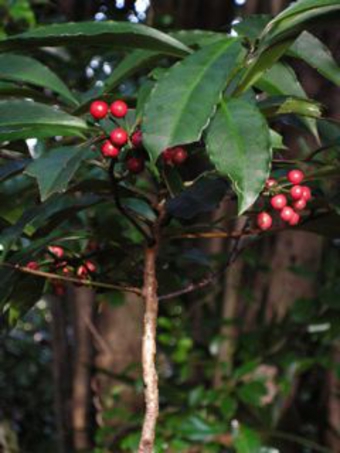 センリョウ・マンリョウ