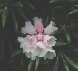 2005ヤクシマシャクナゲ ベスト画像