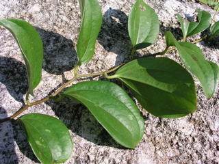 サツマサンキライ