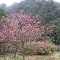 山植物園のカンヒザクラ