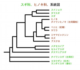 メタセコイア植物群