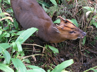 サンチャン(山羌)