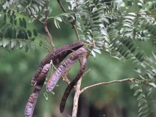 洗剤の豆/台湾皂莢