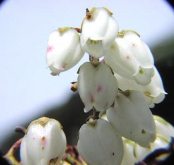 アセビ